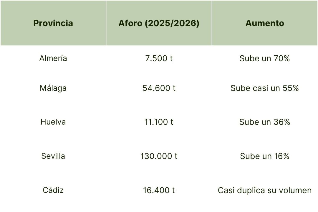 Aceite de Oliva España campaña 2025-2026 pt. 2.jpg